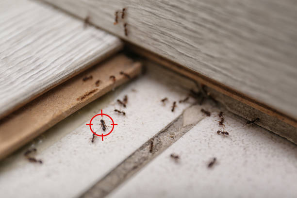 Trusted Colbert, OK Pest Control Experts