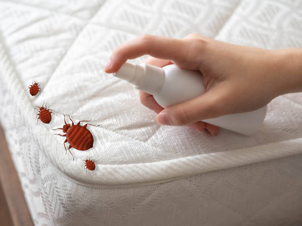 Best Wasp Removal Services  in Colbert, OK