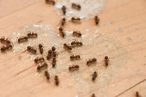 Best Pest Inspection Near Me  in Colbert, OK